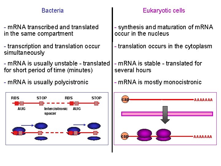 Bacteria Eukaryotic cells - m. RNA transcribed and translated in the same compartment -