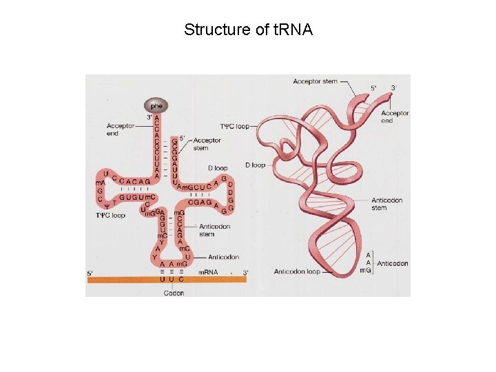 Structure of t. RNA 