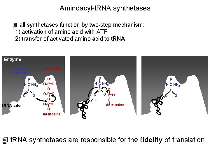 Aminoacyl-t. RNA synthetases 4 all synthetases function by two-step mechanism: 1) activation of amino