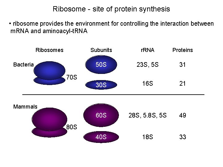 Ribosome - site of protein synthesis • ribosome provides the environment for controlling the