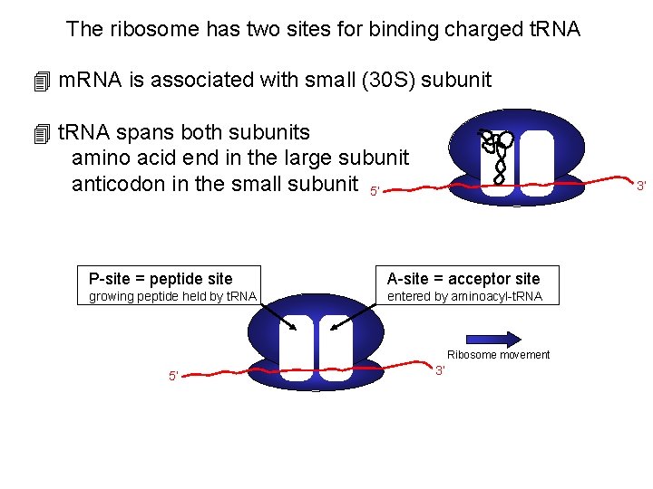 The ribosome has two sites for binding charged t. RNA 4 m. RNA is