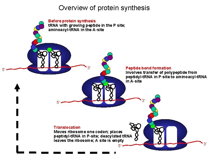 Overview of protein synthesis Before protein synthesis t. RNA with growing peptide in the