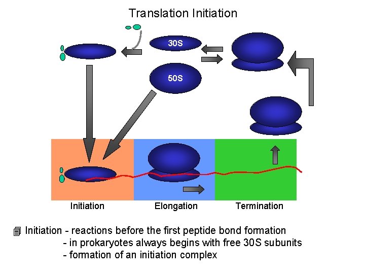 Translation Initiation 30 S 50 S Initiation Elongation Termination 4 Initiation - reactions before