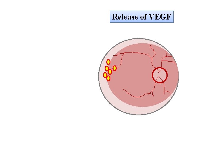 Release of VEGF 