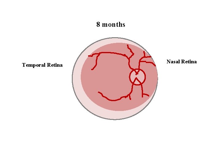 8 months Temporal Retina Nasal Retina 