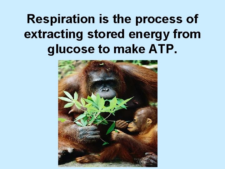 Respiration is the process of extracting stored energy from glucose to make ATP. 