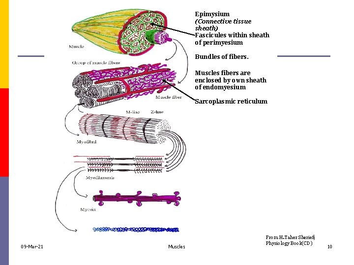 Epimysium (Connective tissue sheath) Fascicules within sheath of perimyesium Bundles of fibers. Muscles fibers
