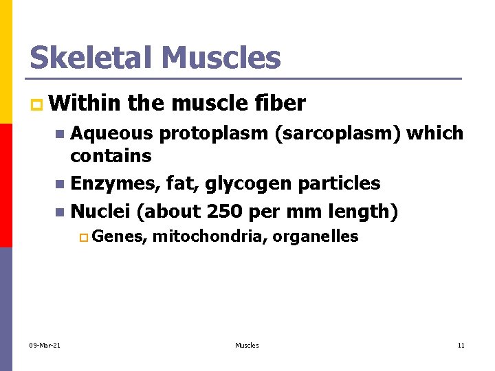 Skeletal Muscles p Within the muscle fiber Aqueous protoplasm (sarcoplasm) which contains n Enzymes,
