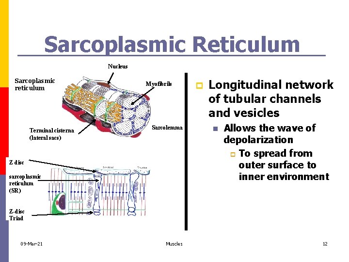 Sarcoplasmic Reticulum Nucleus Sarcoplasmic reticulum Terminal cisterna (lateral sacs) Myofibrils Sarcolemma Z disc sarcoplasmic