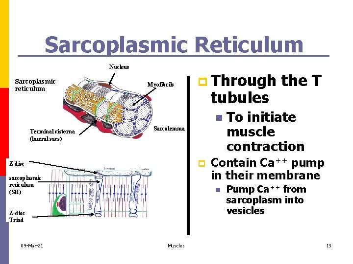 Sarcoplasmic Reticulum Nucleus Sarcoplasmic reticulum Myofibrils p Through tubules n Terminal cisterna (lateral sacs)