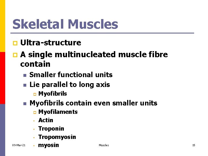Skeletal Muscles Ultra-structure p A single multinucleated muscle fibre contain p n n Smaller