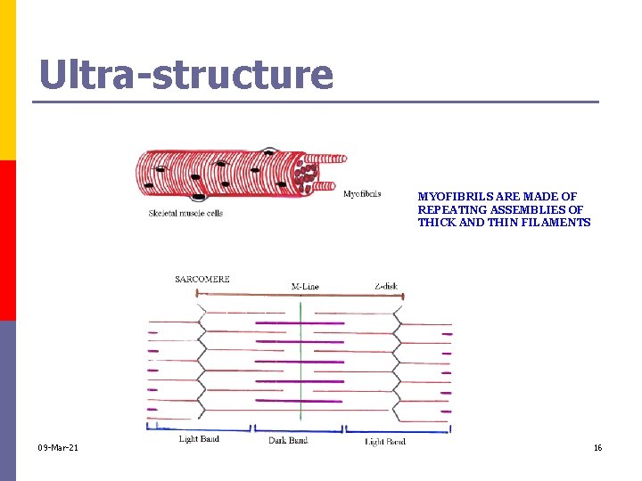 Ultra-structure MYOFIBRILS ARE MADE OF REPEATING ASSEMBLIES OF THICK AND THIN FILAMENTS 09 -Mar-21