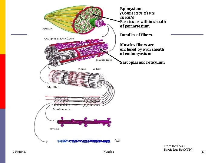 Epimysium (Connective tissue sheath) Fascicules within sheath of perimyesium Bundles of fibers. Muscles fibers
