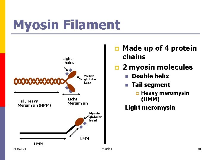 Myosin Filament p Light chains p Myosin globular head Made up of 4 protein