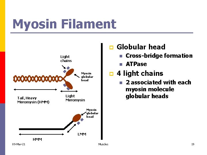 Myosin Filament p n Light chains n p Myosin globular head Tail, Heavy Meromysin