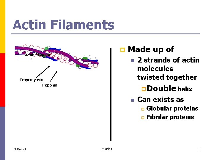 Actin Filaments p Actin filament Made up of n Tropomyosin Troponin 2 strands of