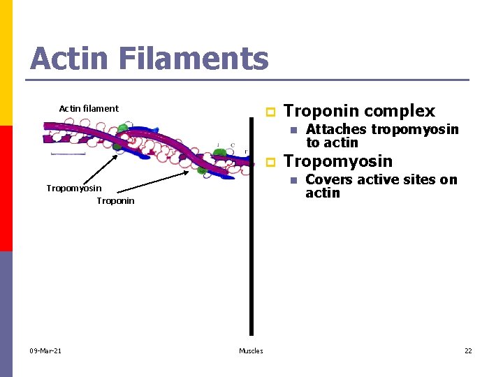 Actin Filaments Actin filament p Troponin complex n p 09 -Mar-21 Tropomyosin n Tropomyosin
