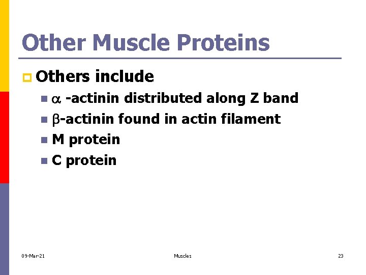 Other Muscle Proteins p Others include -actinin distributed along Z band n -actinin found