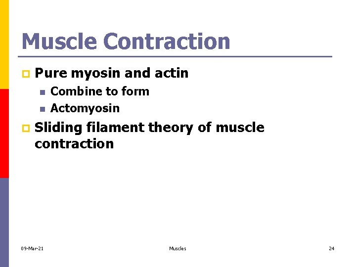 Muscle Contraction p Pure myosin and actin n n p Combine to form Actomyosin