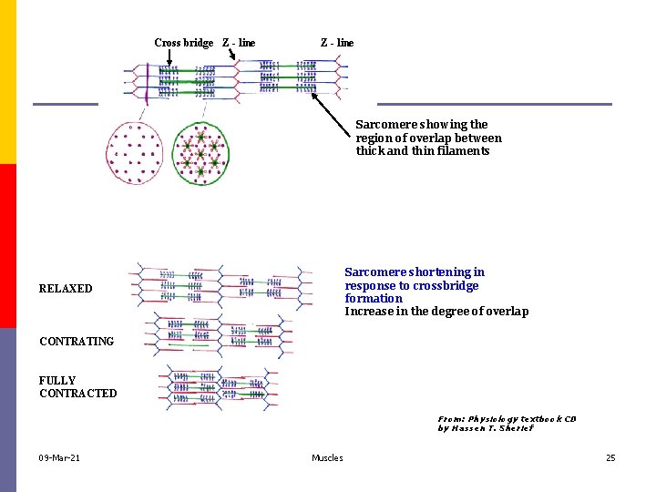 Cross bridge Z - line Sarcomere showing the region of overlap between thick and