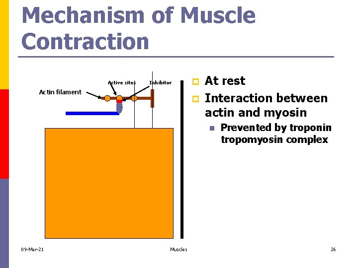 Mechanism of Muscle Contraction Active sites Inhibitor Actin filament p p At rest Interaction