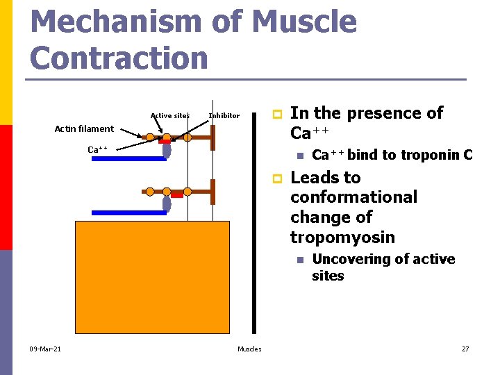 Mechanism of Muscle Contraction Active sites Inhibitor p Actin filament Ca++ In the presence