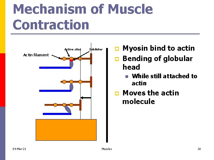Mechanism of Muscle Contraction Active sites Inhibitor Actin filament p p Myosin bind to