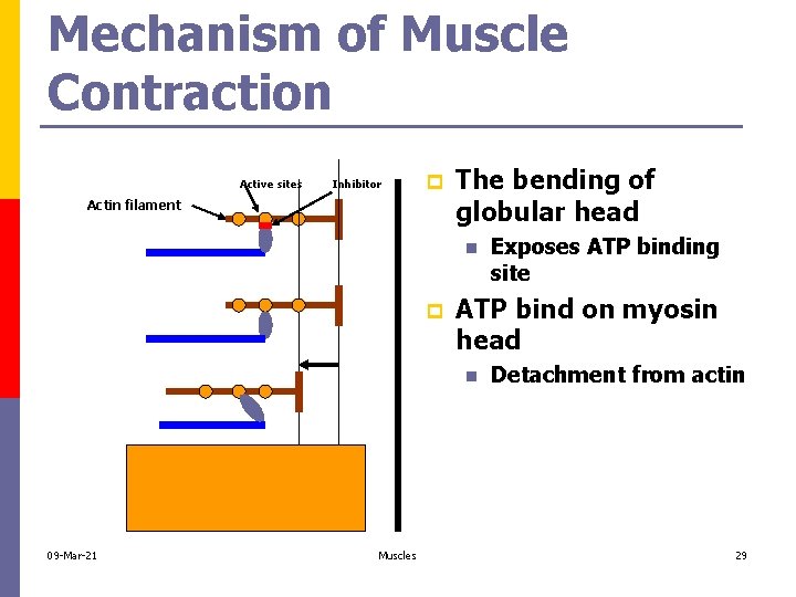 Mechanism of Muscle Contraction Active sites Inhibitor p Actin filament The bending of globular