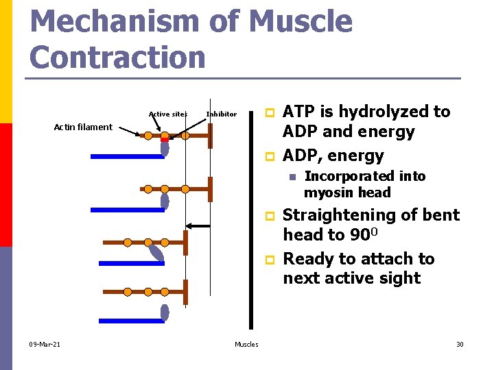 Mechanism of Muscle Contraction Active sites Inhibitor p Actin filament p ATP is hydrolyzed