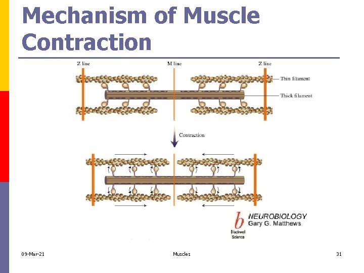Mechanism of Muscle Contraction 09 -Mar-21 Muscles 31 