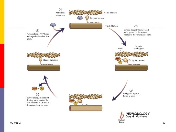 09 -Mar-21 Muscles 32 