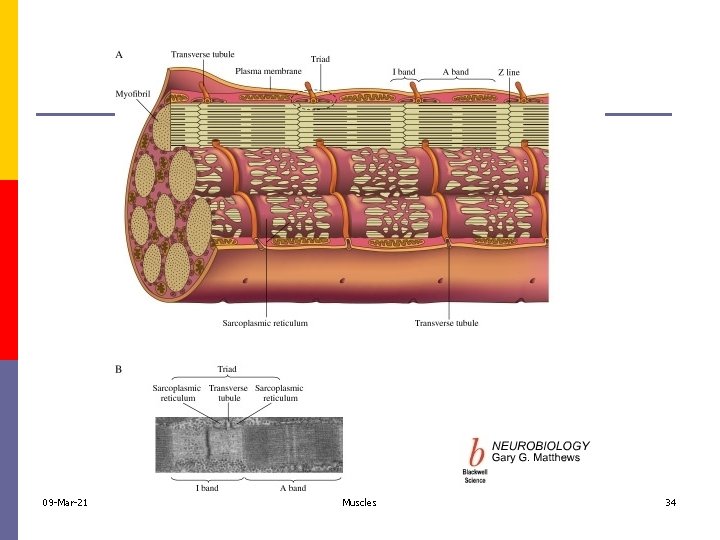 09 -Mar-21 Muscles 34 