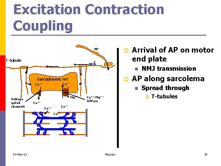Excitation Contraction Coupling AP T-tubule p AP Arrival of AP on motor end plate