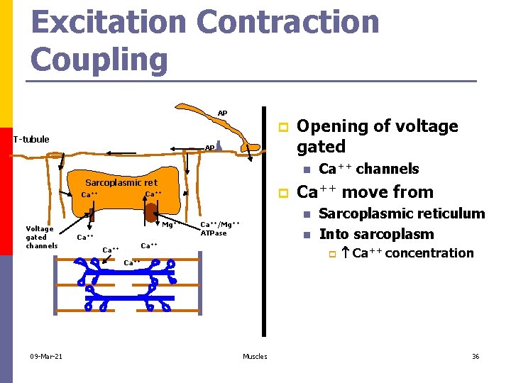 Excitation Contraction Coupling AP p T-tubule AP Opening of voltage gated n Sarcoplasmic ret