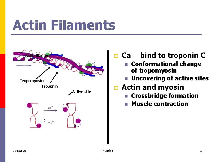 Actin Filaments p Actin filament Ca++ bind to troponin C n n Tropomyosin Troponin