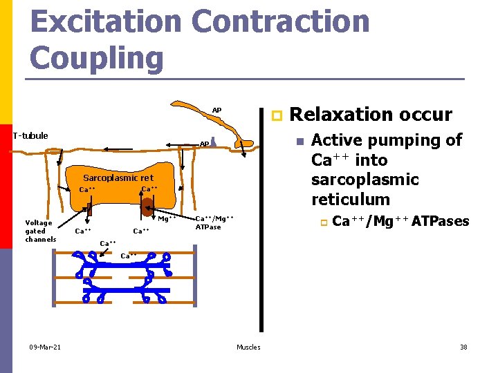 Excitation Contraction Coupling AP T-tubule p n AP Sarcoplasmic ret Ca++ Voltage gated channels