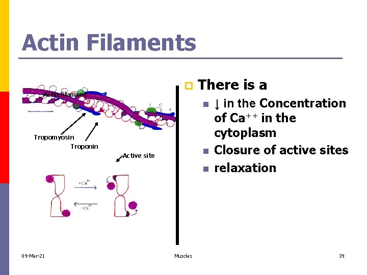 Actin Filaments p Actin filament There is a n Tropomyosin Troponin n Active site