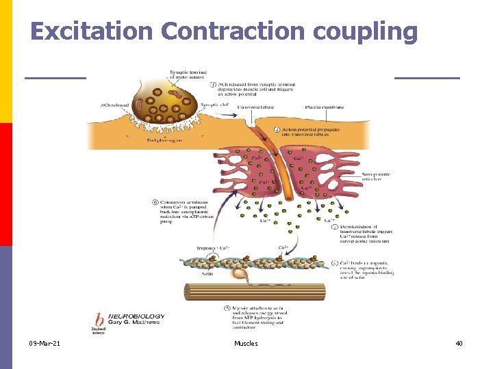 Excitation Contraction coupling 09 -Mar-21 Muscles 40 