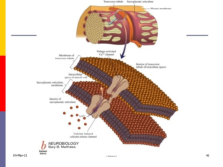 09 -Mar-21 Muscles 41 
