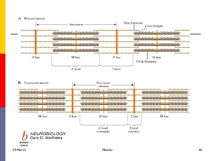 09 -Mar-21 Muscles 44 