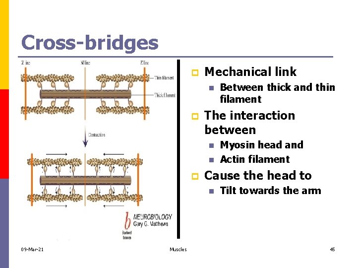 Cross-bridges p Mechanical link n p The interaction between n n p Muscles Myosin