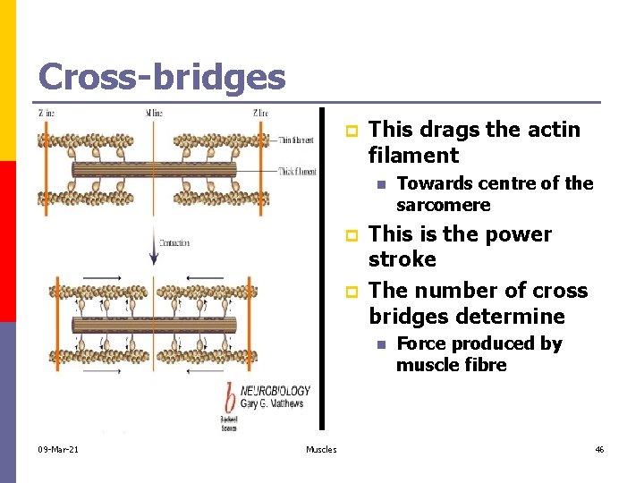 Cross-bridges p This drags the actin filament n p p This is the power