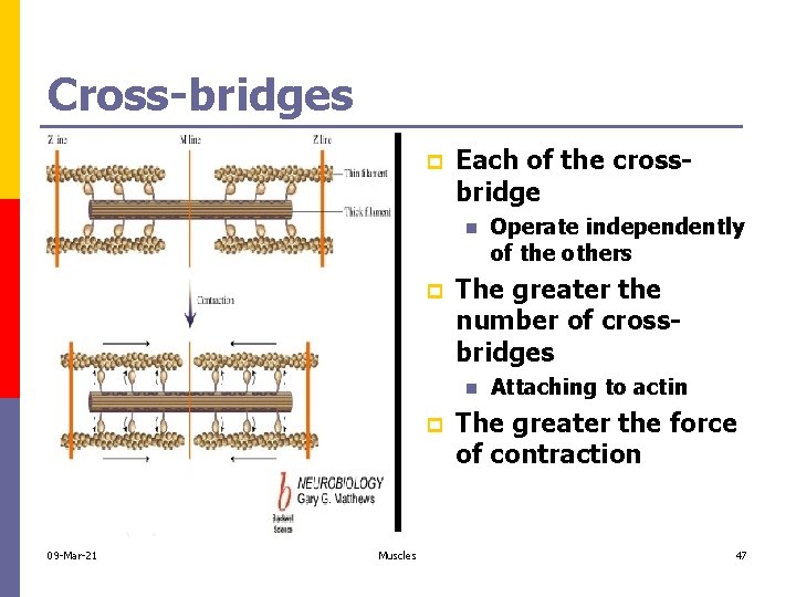 Cross-bridges p Each of the crossbridge n p The greater the number of crossbridges