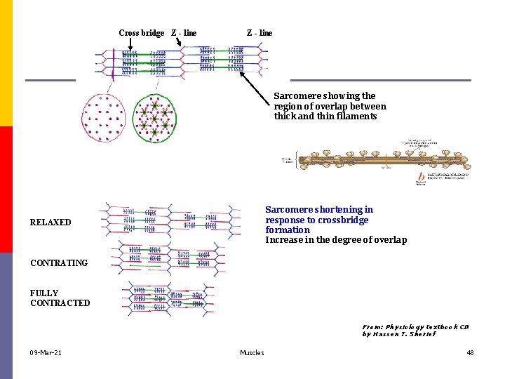 Cross bridge Z - line Sarcomere showing the region of overlap between thick and