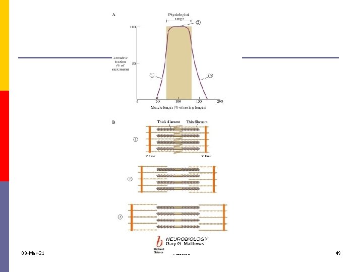 09 -Mar-21 Muscles 49 