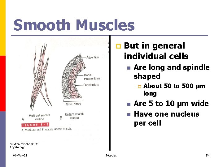 Smooth Muscles p But in general individual cells n Are long and spindle shaped