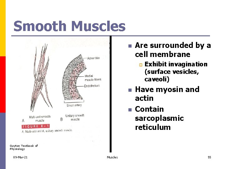 Smooth Muscles n Are surrounded by a cell membrane p n n Exhibit invagination
