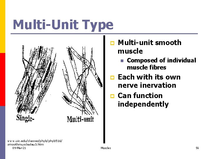 Multi-Unit Type p Multi-unit smooth muscle n p p www. uic. edu/classes/phyb 516/ smoothmusclesleu