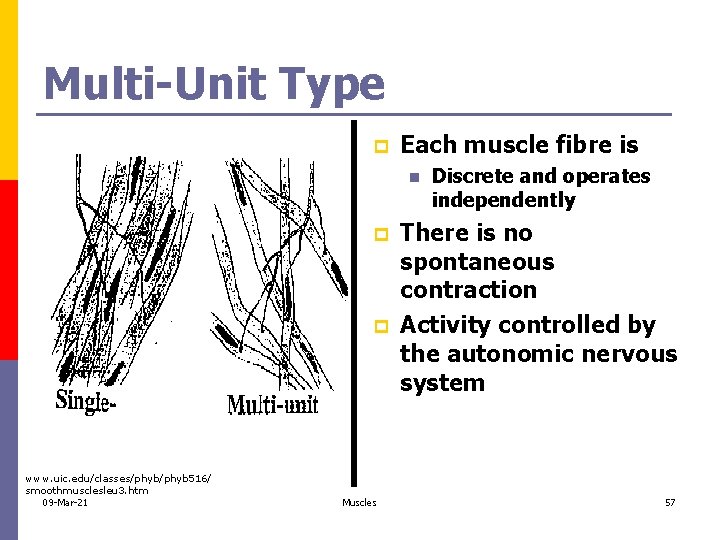 Multi-Unit Type p Each muscle fibre is n p p www. uic. edu/classes/phyb 516/