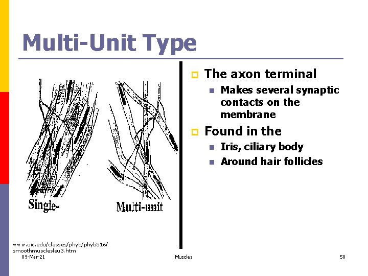 Multi-Unit Type p The axon terminal n p Found in the n n www.
